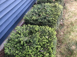 Jim K.'s Bush Trimming service result