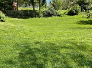 Michael S.'s lawn service service result