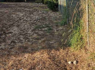 Dawn H.'s Bush Trimming service result