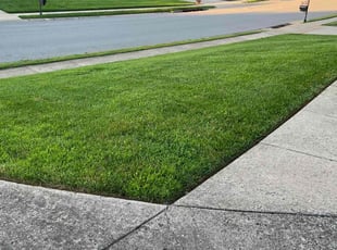 Elly P.'s lawn maintenance service result