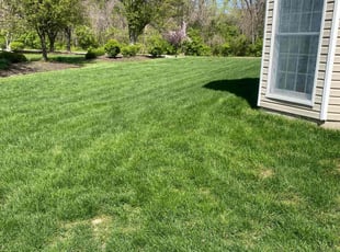 HANNAH H.'s lawn service service result