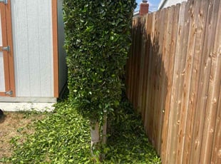 Peter B.'s Bush Trimming service result