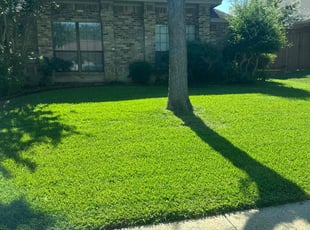 Sean D.'s grass maintenance service result