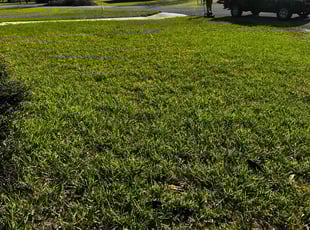 Apolina P.'s turf care service result