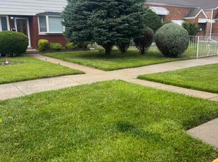 Chandra T.'s turf care service result
