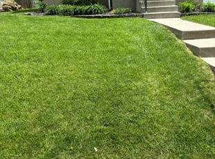 Nichole J.'s grass cutting service result