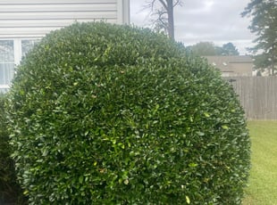 Kim M.'s Bush Trimming service result