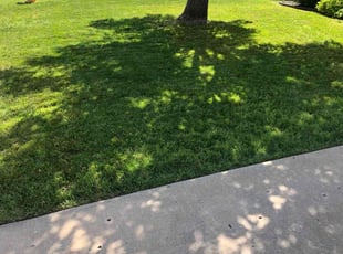 Robert H.'s lawn maintenance service result