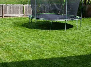 Tia M.'s turf maintenance service result