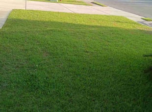 Edward W.'s grass maintenance service result