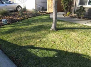 Patricia H.'s lawn service service result