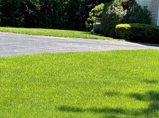 Jennae E.'s turf care service result