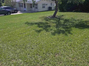 Yvonne C.'s lawn care service result