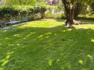 Michael D.'s lawn care service result