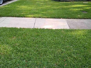 Steven H.'s grass cutting service result