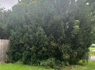 Guest R.'s Bush Trimming service result