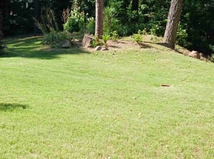 Roberto M.'s lawn care service result