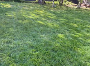Michelle J.'s grass maintenance service result