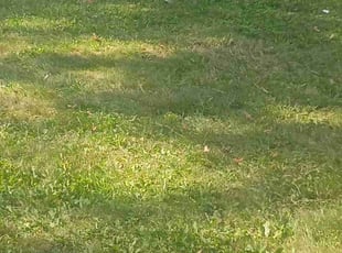 Takeya O.'s turf maintenance service result