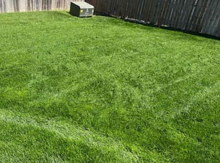 Stephani B.'s lawn care service result