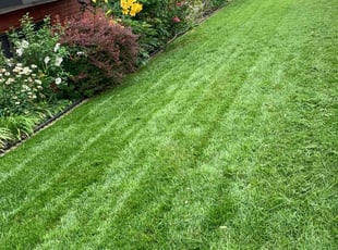 Julia H.'s lawn service service result
