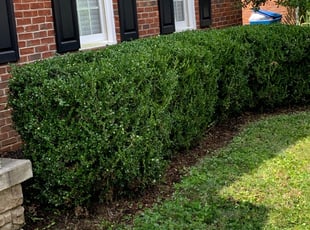 Brittney W.'s Flower Bed Weeding service result