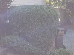 Jaret B.'s Bush Trimming service result