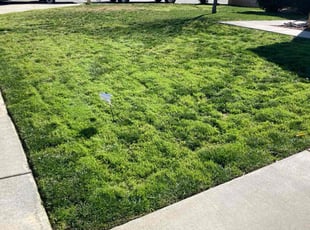 Lawrence D.'s turf care service result