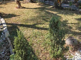 Andrew C.'s lawn service service result