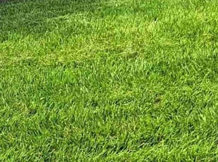 Carolyn K.'s turf care service result