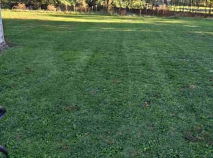Nita R.'s turf care service result