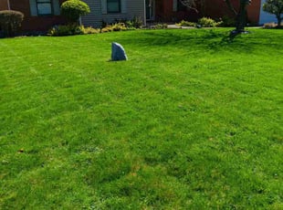 Virlyn K.'s lawn service service result