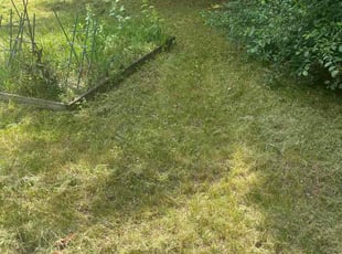 Jennifer C.'s Long Grass Cleanup service result