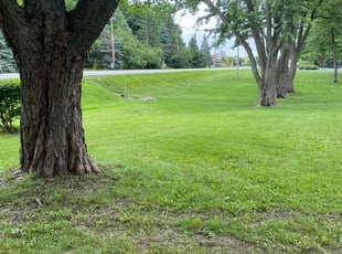Karen H.'s turf care service result