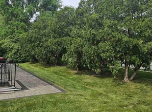 Kristin L.'s lawn care service result