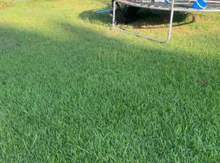 David S.'s grass cutting service result