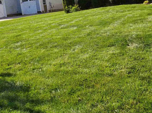 Kia J.'s turf maintenance service result