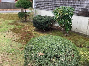 Ken M.'s Bush Trimming service result