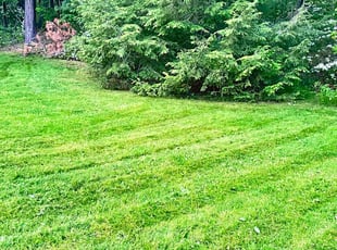 Lennard S.'s Cleanups service result