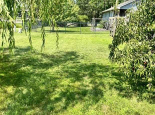 Dana D.'s grass maintenance service result