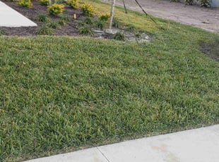 Annmarie S.'s lawn service service result