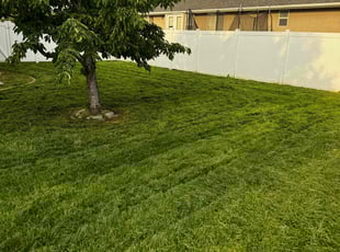 Ammar I.'s lawn care service result