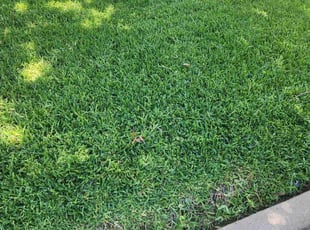 Davin G.'s grass cutting service result