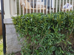 John T.'s Bush Trimming service result