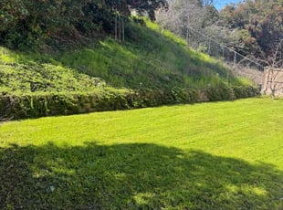 Thomas S.'s lawn care services service result