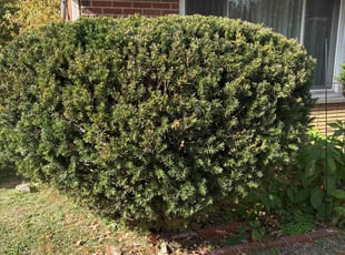 Frank T.'s Bush Trimming service result