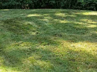 Melissa C.'s lawn care services service result