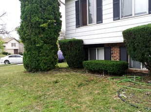 Jeff L.'s Bush Trimming service result