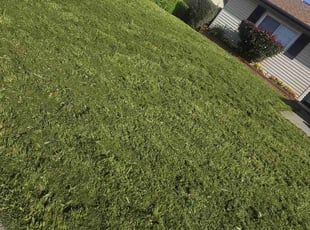 Angela D.'s grass cutting service result