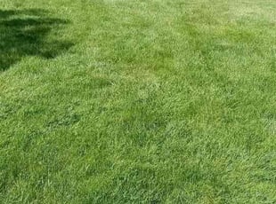 Hassan A.'s lawn maintenance service result
